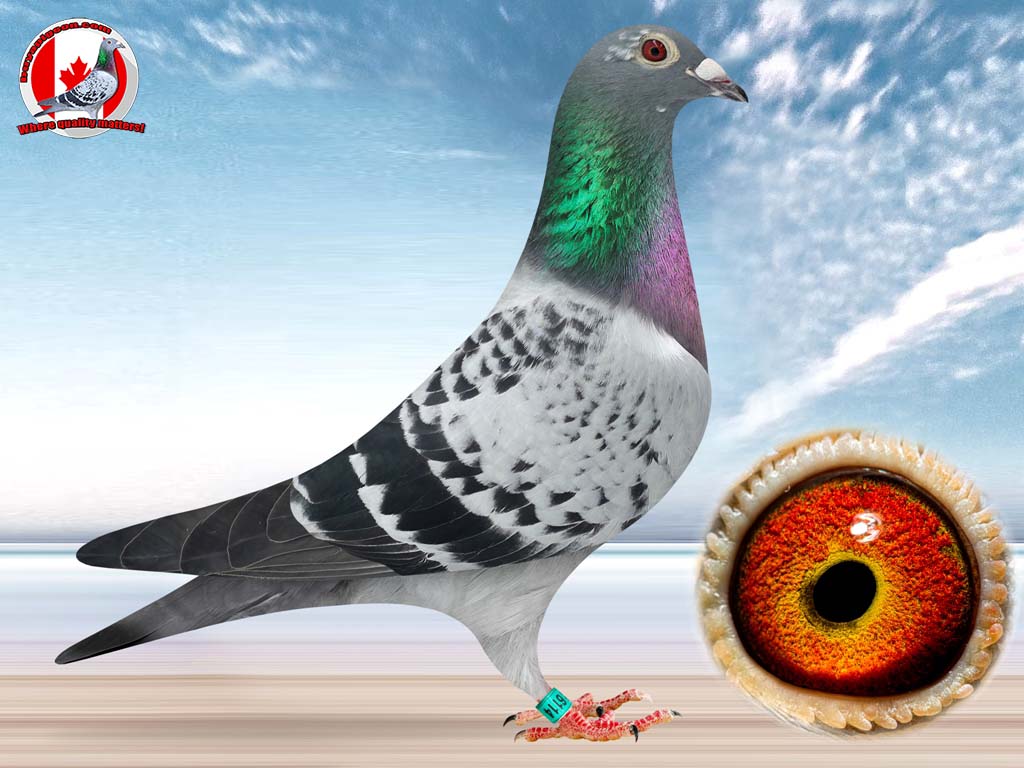 racing pigeon auctions CU-23-MISS-6114 HEN