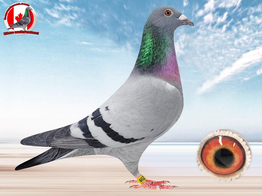 racing pigeon auctions 19_CHEROKEE_462-HEN