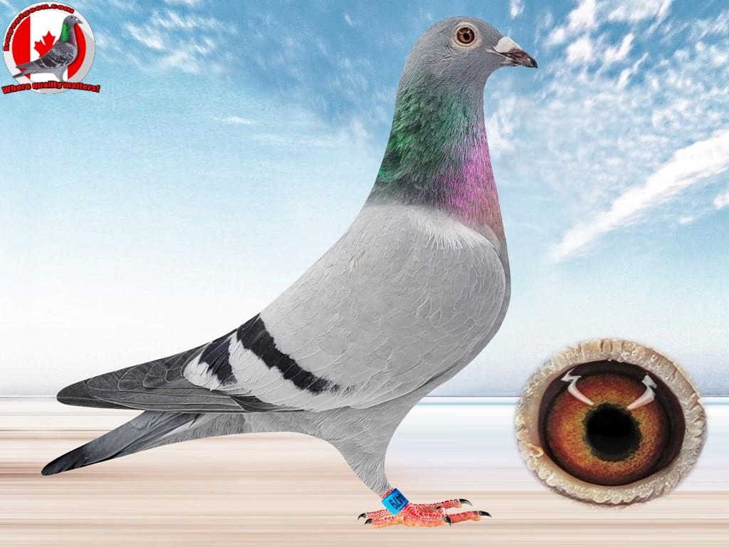 Ontario racing pigeon auctions sold 4479_AU_AA_20-HEN