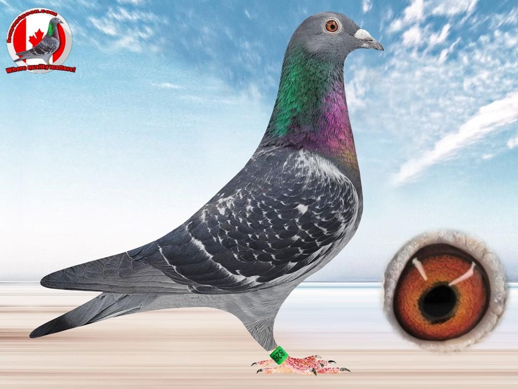 racing pigeons for sale - 8260JFL18-HEN